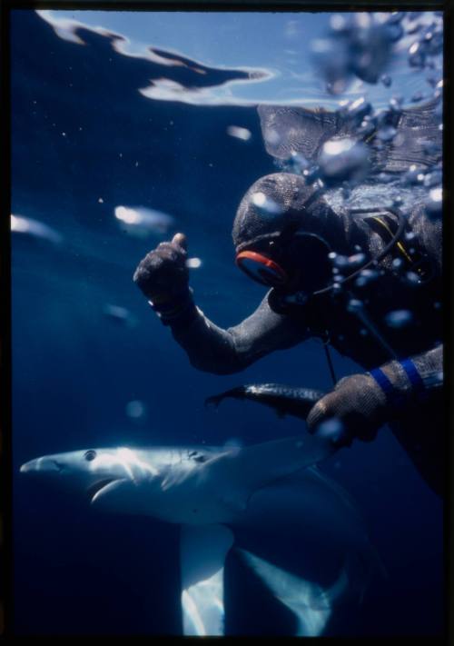 Scuba diver testing out the chainmail suit (mesh suit) in experiment using blue sharks 