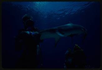 Underwater medium shot at reef bed of scubadiver in full mesh suit holding tail of Whitetip Reef shark