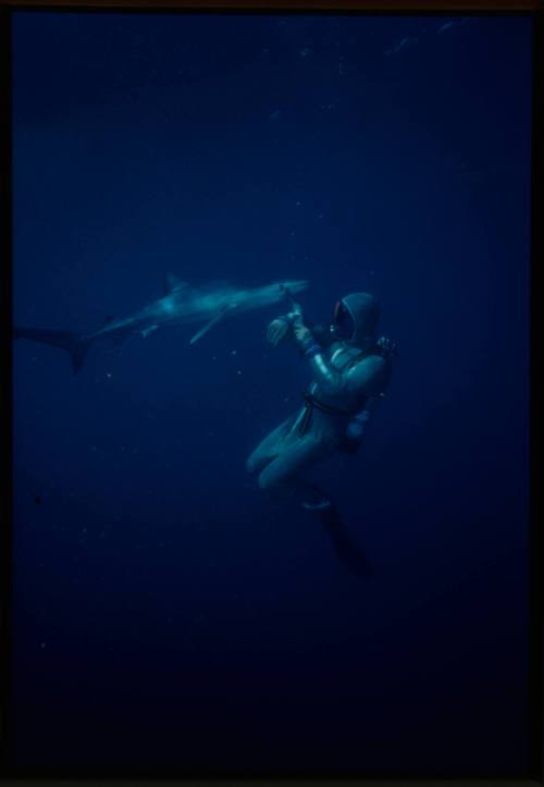 Scuba diver testing out the chainmail suit (mesh suit) in experiment using blue sharks 