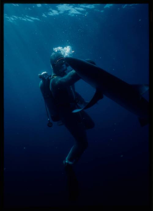 Scuba diver testing out the chainmail suit (mesh suit) in experiment using blue sharks 