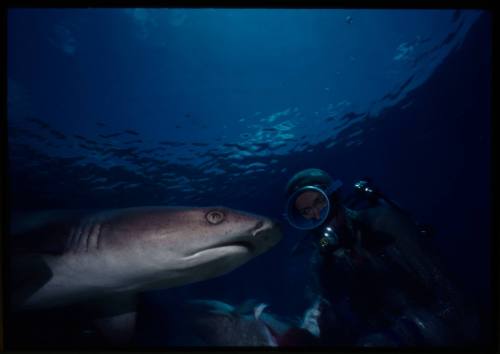 Underwater medium shot of Valerie Taylor scubadiving in full mesh suit with close up side view of Whitetip Reef Shark head