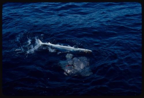 Scuba diver testing out the chainmail suit (mesh suit) in experiment using blue sharks 