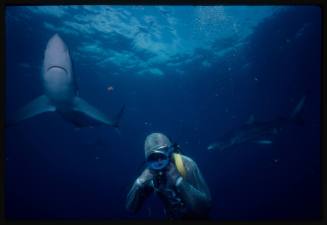 Underwater shot of scuba diver in full mesh suit with two Blue Sharks in foreground and background