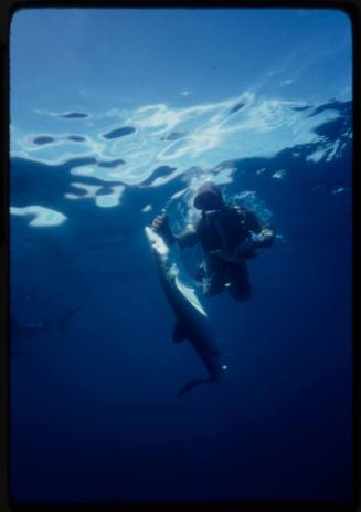 Underwater shot near water surface of Jerimiah Sullivan scuba diving in full mesh suit being bitten on the forearm by a Blue Shark