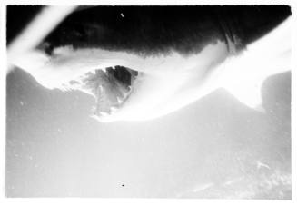 Black and white  Underwater close up shot of Great White Shark head with jaws open