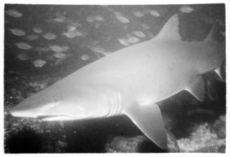 Black and white  Underwater medium shot of Grey Nurse Shark near seafloor with school of fish in background