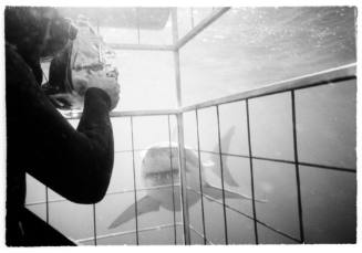 Black and white  Underwater shot from within a shark diving cage of a person aiming an underwater camera towards an approaching shark outside of cage