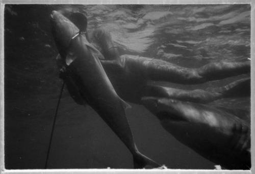 Black and white  Underwater shot of diver holding a large caught fish speared through with a shark head following from right hand foreground