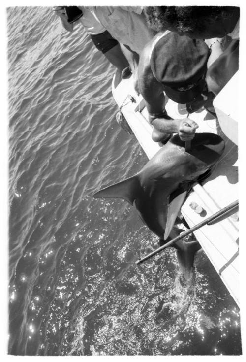 Black and white  Topside shot of edge of dinghy with people bringing aboard a caught shark