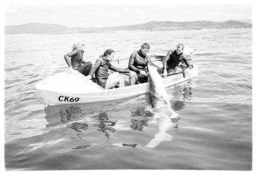 Black and white  Shot of a dinghy at sea with four people on board bringing a caught shark aboard from water