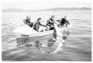 Black and white  Shot of a dinghy at sea with four people on board bringing a caught shark aboard from water