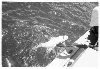 Black and white  Topside shot of a caught shark being pulled out of water by people out of frame on a dinghy at sea