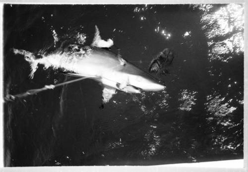 Black and white  Shot of a shark at the water's surface with a rope near its stomach going into the water