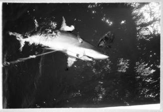 Black and white  Shot of a shark at the water's surface with a rope near its stomach going into the water