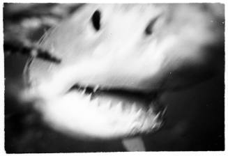 Black and white  Close up blurred shot of a shark head showing its slightly open jaw, eye and snout