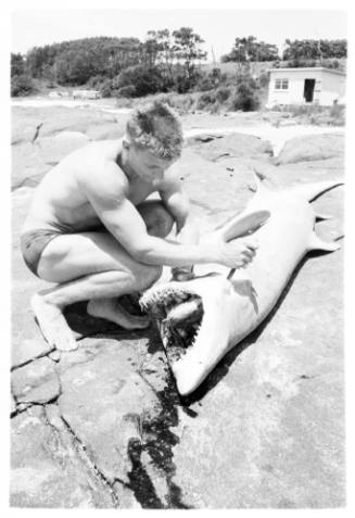 Black and white  Shot of person crouching beside a caught shark on its back while holding a knife into its gills on a rocky platform