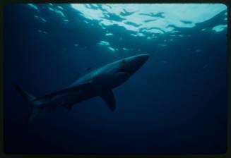 Underwater shot of Blue Shark near water surface
