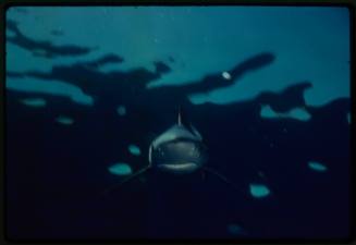 Underwater shot of Blue Shark facing directly toward camera with water surface breaking above