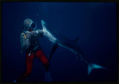 Scuba diver testing out the chainmail suit (mesh suit) in experiment using blue sharks 