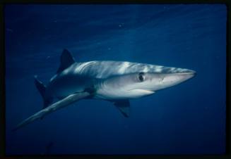 Underwater shot of Blue Shark well lit near water surface