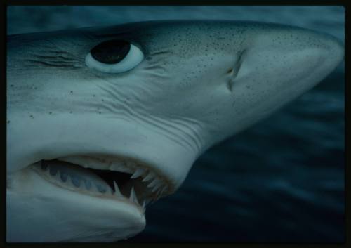 Extreme close up shot of the head of a Blue Shark out of water