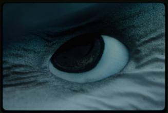 Extreme close up shot of the eye of a Blue Shark out of water