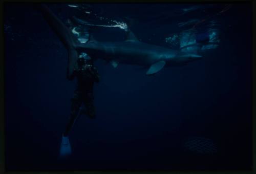 Underwater shot of dimly lit Blue Shark with free diver in background pointing camera towards the shark's tail