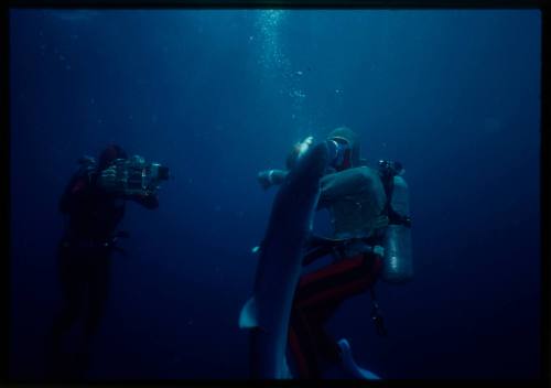 Scuba diver testing out the chainmail suit (mesh suit) in experiment using blue sharks 