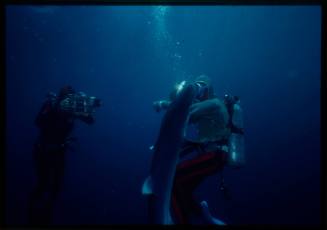 Underwater shot of two scuba divers with one in half upper mesh suit against a Blue Shark, second diver aiming camera gear at the pair