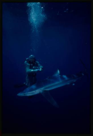 Underwater shot of scuba diver in full mesh suit looking at a Blue Shark in front of them