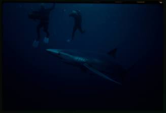 Underwater shot dimly lit of a Blue Shark with two divers in background holding camera equipment