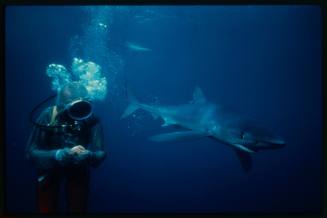 Scuba diver testing out the chainmail suit (mesh suit) in experiment using blue sharks 