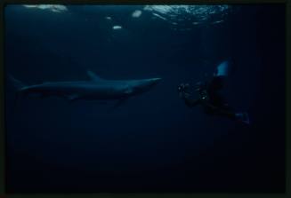 Underwater shot dimly lit of a Blue Shark swimming towards two divers adjacent holding camera equipment