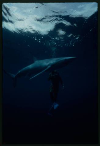 Underwater shot dimly lit of a Blue Shark swimming near the water surface with a diver in background holding camera equipment