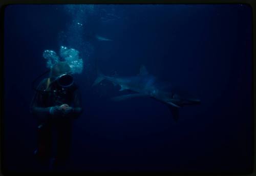 Underwater shot of scuba diver in half upper mesh suit with a Blue Shark swimming passed looking at diver