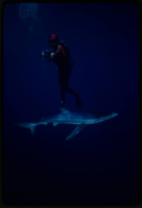 Scuba diver testing out the chainmail suit (mesh suit) in experiment using blue sharks 