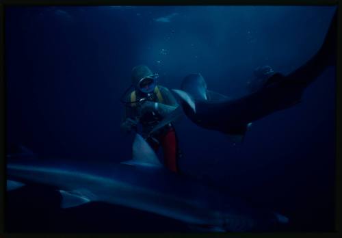 Scuba diver testing out the chainmail suit (mesh suit) in experiment using blue sharks 