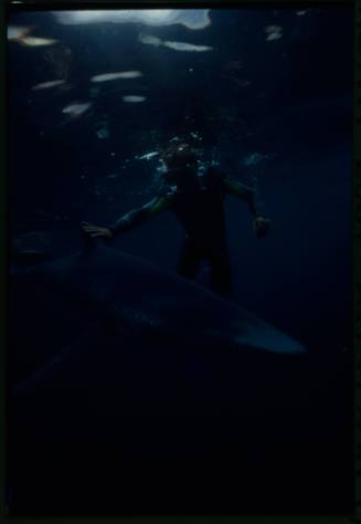 Underwater shot near water surface of diver touching the dorsal fin of a Blue Shark