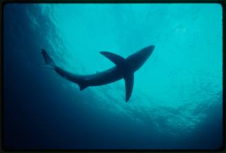 Underwater shot from below silhouetting a Blue Shark near the water surface with a school of small fish to the right