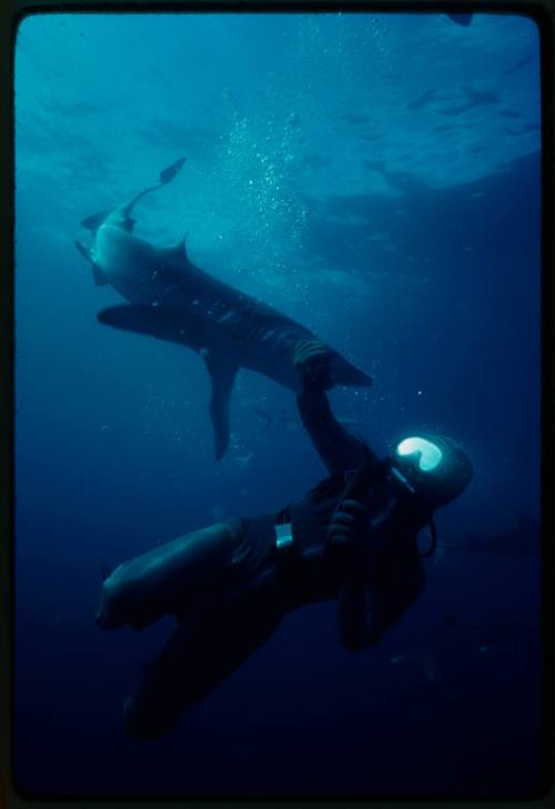 Underwater shot of scuba diver in full mesh suit with Blue Shark biting ...