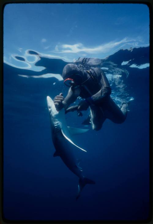 Scuba diver testing out the chainmail suit (mesh suit) in experiment using blue sharks 