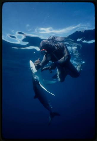 Scuba diver testing out the chainmail suit (mesh suit) in experiment ...