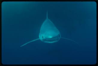Underwater shot of Blue Shark facing directly toward camera