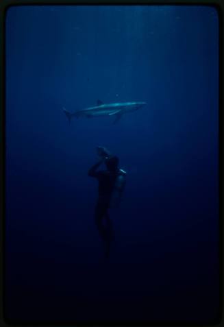Underwater shot of scuba diver in red suit with single blue shark, pointing a camera