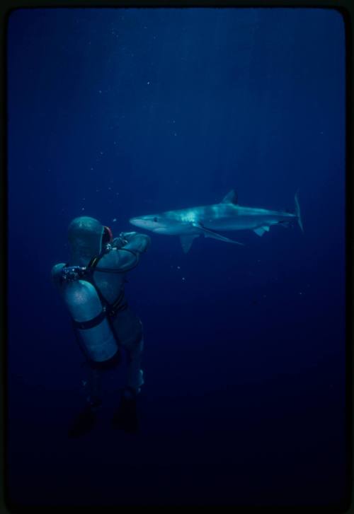 Scuba diver testing out the chainmail suit (mesh suit) in experiment using blue sharks 