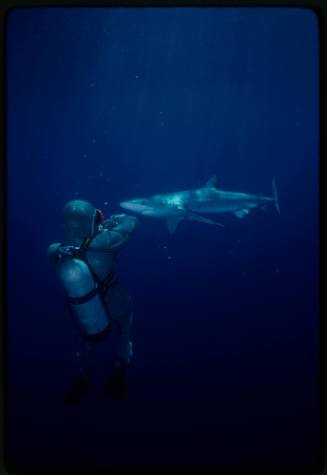 Scuba diver testing out the chainmail suit (mesh suit) in experiment ...