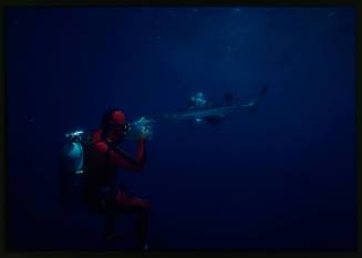 Underwater shot of scuba diver in red suit with single blue shark, pointing a camera