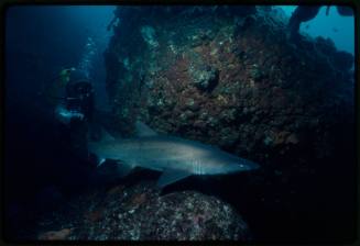 Underwater shot of juvenile Greynurse Shark in front of two boulders and scuba diver in full mesh suit