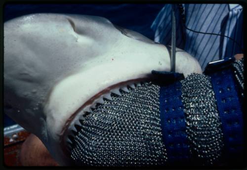 Testing the pressure of a shark bite while experimenting with the efficacy of the chainmail suit (mesh suit). The shark was then released. 