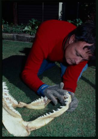 Ron Taylor testing out the chainmail suit (mesh suit) in early experiments using grey nurse sharks